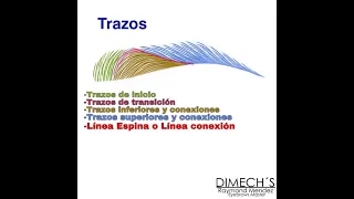 Trazos de transición en microblading Raymond Méndez Máster