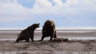 Warning! Graphic video Part II. Dead cub! Grizzly mom attacks the male bear as he is eating her cub.