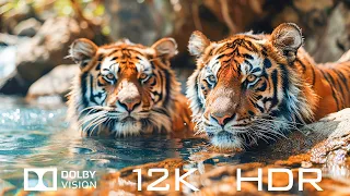 Dolby Vision 12K HDR 120fps - Beautiful World Animals And Relaxing Piano Music