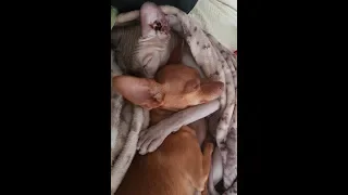 Приколы со сфинксом и собака/Funny dogs and cats 201/РЖАК/СМЕШНО