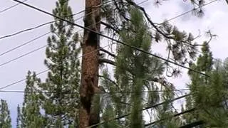 Mother bear rescues baby bear Lake Tahoe