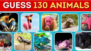 Guess 130 Animals in 3 Seconds |  | Easy, Medium, Hard