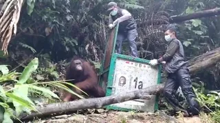 EXCLUSIVE!!!  After being rehabilitated for 10 years from babies,  4 orangutans released to Habitat