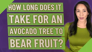 How long does it take for an avocado tree to bear fruit?