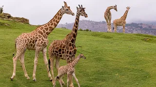 Welcome to the San Diego Zoo Safari Park