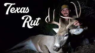 Bow Hunting Bucks In The RUT | The Craziest I've Seen It!