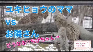 ユキヒョウの赤ちゃん、ママとお隣のバトルに巻き込まれるも、さりげなく？脱出成功！@旭山動物園