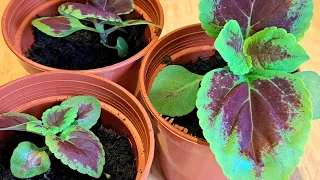 Growing Coleus plants from seed - An update