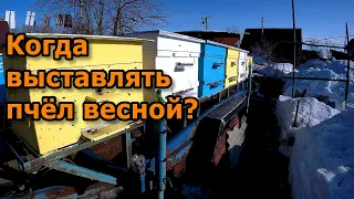 Когда выставлять пчёл весной? Лучший метод.