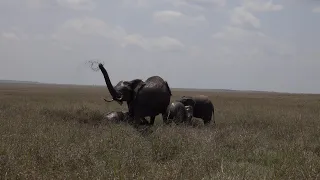 Is this fun or what? Elephants in the mud, Maasai Mara, Kenya