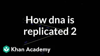 How DNA is replicated 2