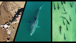 Dead Whale Attracts Largest Great White I've Filmed in California: Plus Hundreds of Leopard Sharks!