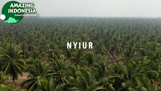 Kisah Para Petani Kelapa di Bumi Sriwijaya | Amazing Indonesia Sumatra Selatan