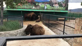 Как мы разбудили семью бизона Федора! Тайган How we woke up the family of the bison Fyodor! Taigan