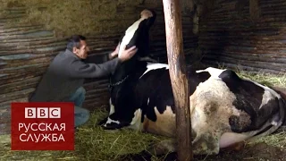 Европейская корова против традиций в азербайджанском селе