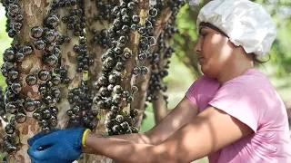Amazing Way They Harvest and Process Rare Jabuticaba Grapes