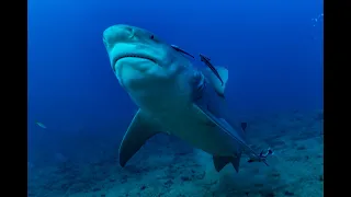 Bull Shark Diving in Cuba