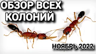 Обзор всех колоний (ноябрь 2022). #МуравьиЯрославль