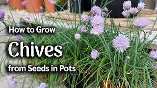 How to Grow Chives from Seed in Pots | Easy Planting Guide