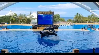 Loro Parque Orca's and Dolphin's Show (September 2022)