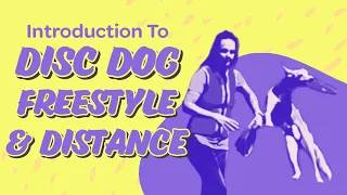 What are Disc Dogs? How They Compete and How To Train Your Dog!