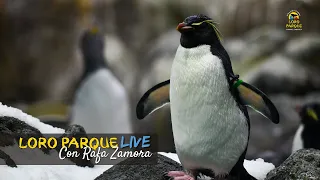 Planet Penguin - S01E10 - Loro Parque LIFE