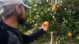 Мандариновая плантация со спелыми плодами в Грузии в апреле 2022