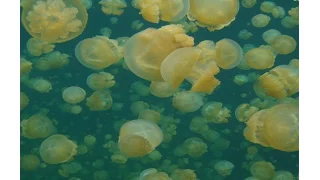 VOS1-15 Full Episode - Jellyfish Lake