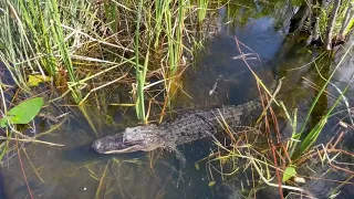 Alligator mom with her baby gators