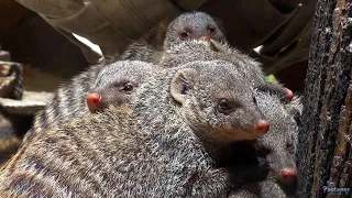 The Leningrad zoo. Banded mongooses (2021)