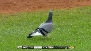 FOR THE BIRDS! Jose Reyes shoos away some pigeons on the field