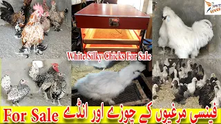 Fancy hen Chicks For sale in Pakistan|| Silky Breed Chicks For Sale in Pakistan Turkey Bird For Sale