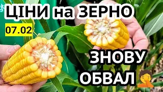 Ціни на зерно🌾 07.02! Пшениця 8000, Соняшник 19750. Чому фермери двічі платять за землю?