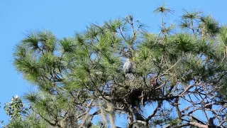 Great Blue Heron Sounds