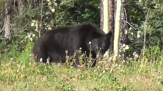 Unveiling the Wonders of Bears A Journey Through the Wild