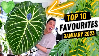 THIS IS HUGE! 🤩 Top 10 Favourite Plants 💚 Anthurium Regale, Metallicum, Philodendron, Monstera, Hoya