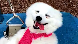 BEST DOGS OF 2021 SO FAR PT.1 | Funny Pet Videos