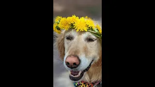 How to make a dandelion crown or daisy chain