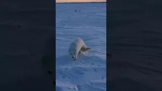 Arctic fox crept imperceptibly