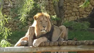 The Jerusalem Biblical Zoo Israel 2019 גן החיות התנכי ירושלים