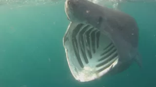 Basking Sharks Cornwall