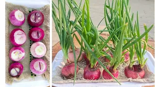 With just a towel and water, I can grow green onions| onion