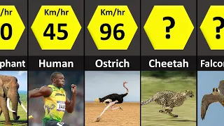 Speed of Animals Comparison