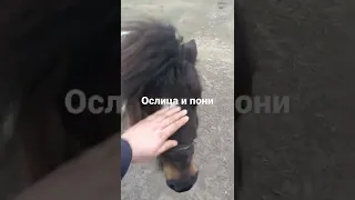 ослица и пони