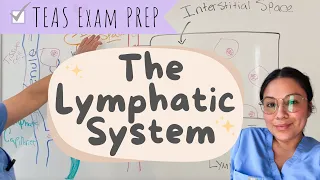 The lymphatic System (part 2 of the immune system) TEAS exam 7