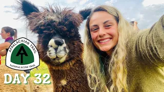 Day 32 | Hiking Into Atkins, VA For Mexican Food & an Alpaca Farm | Appalachian Trail Thru Hike 2021