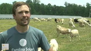 Sheep on a Solar Farm - Dual Purpose Land Use