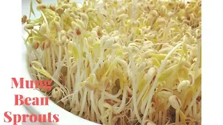How To Grow Mung Bean Sprouts At Home With Plastic Basket
