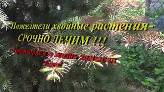 Пожелтели хвойные растения срочно лечим!!!