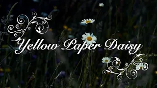 Yellow Paper Daisy (Cover) | Aveek Roy